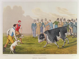 &39;Bull Baiting&39;、pub。by Thomas McLean、1820、（print）